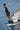 2025 Radar Vapor Water Ski Binding | Wakesports Unlimited - Action Shot